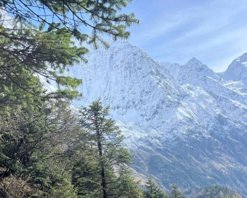 Pine Forest Of The Mountain